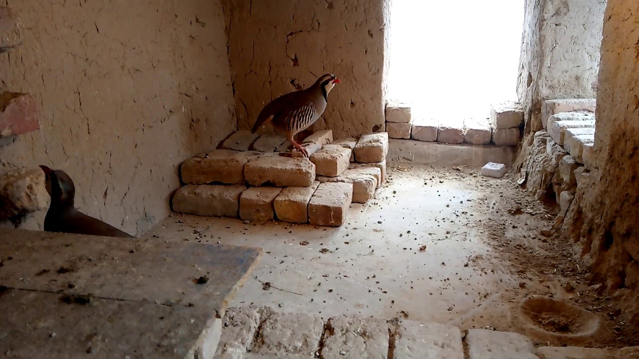 Chakor quetta