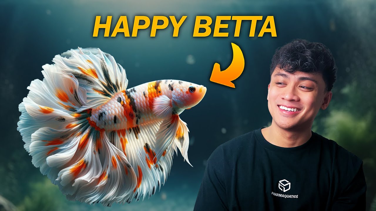 10 ENRICHMENT Tips to Make Your Betta Fish HAPPIER!