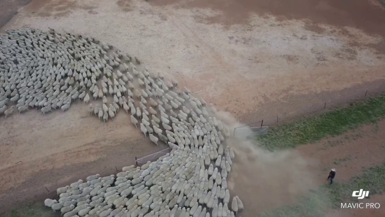 Wyvern Station mustering sheep