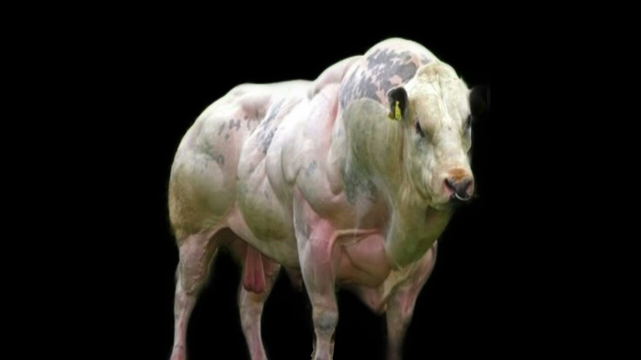 💉BELGIAN BLUE BULL STACK: TESTOSTERONE P. + MASTERON P. + TRENBOLONE A. + HALOTESTIN