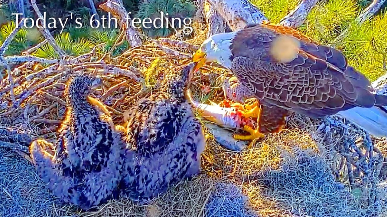 #289🦅NE32🐥36° & NE33🐥34°／NEFL 2025-2026／Gabby💗Beau／by American Eagle Foundation