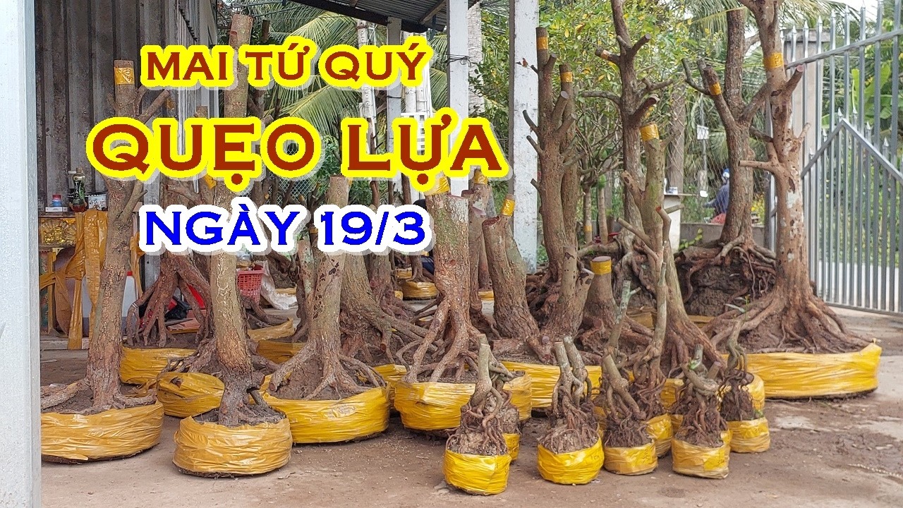 ANH CẢNH 📲 O947I435I2 GIÁ TỐT - MAI TỨ QUÝ DÁNG ĐẸP GIAO LƯU NGÀY 19/3 