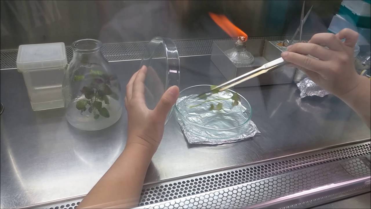 植物無菌組織培養技術(彩葉草)
