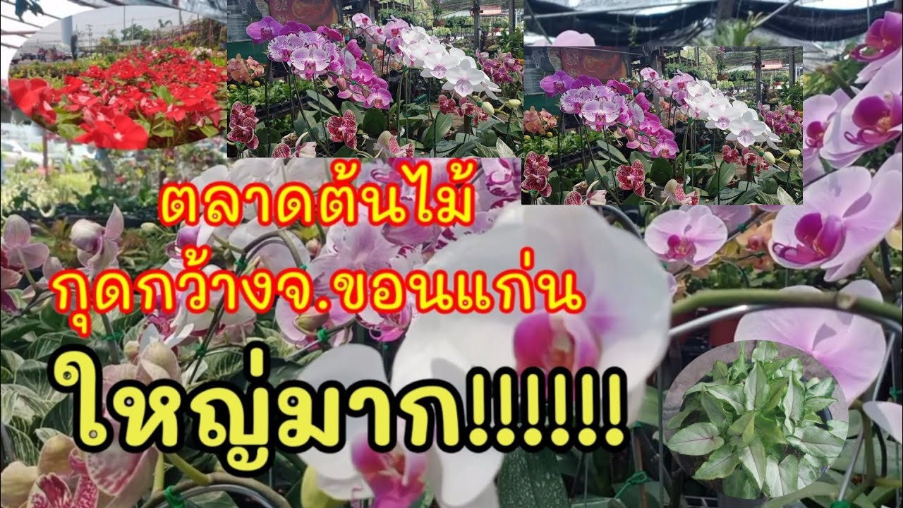 #ตลาดต้นไม้กุดกว้าง จ.ขอนแก่นตลาดใหญ่ กว้างมากเดินแทบไม่ไหว