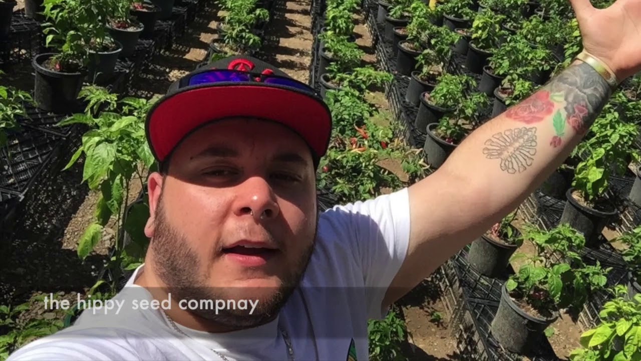 the hippy seed company walkthrough