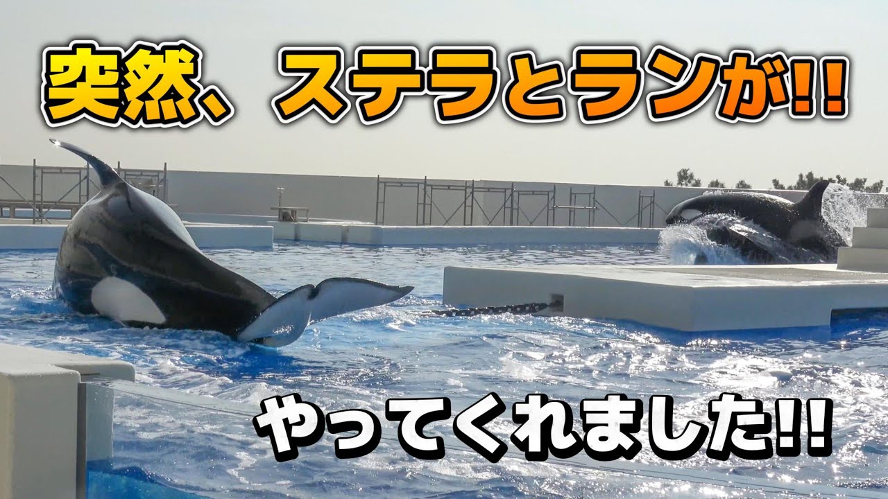 【シャチ】突然、ステラとランが大暴れ！？元気がありあまっております【須磨シーワールド2026年1月16日】#シャチ