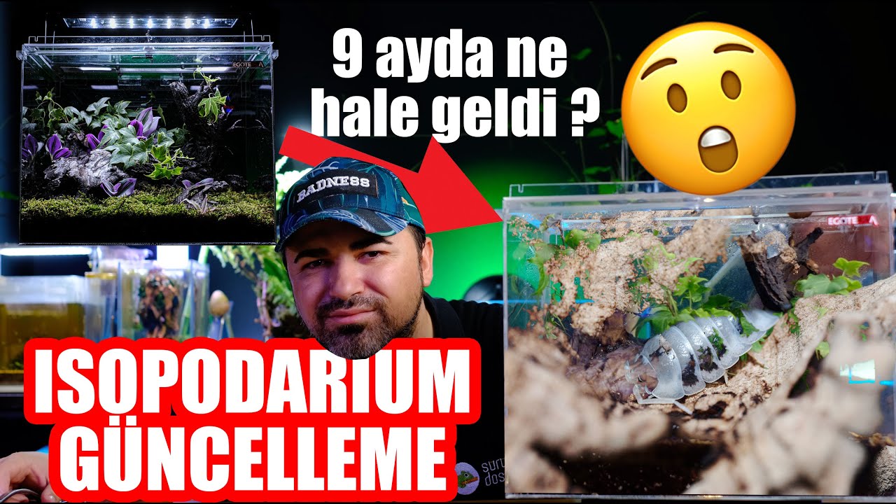 Isopodarium Güncelleme - 9 Ayda Ne Hale Geldi? 😱