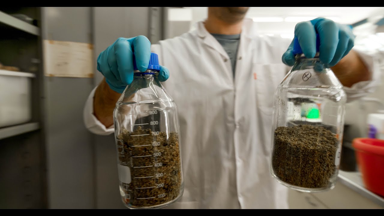 CBD Nation: Cannabis and Cancer