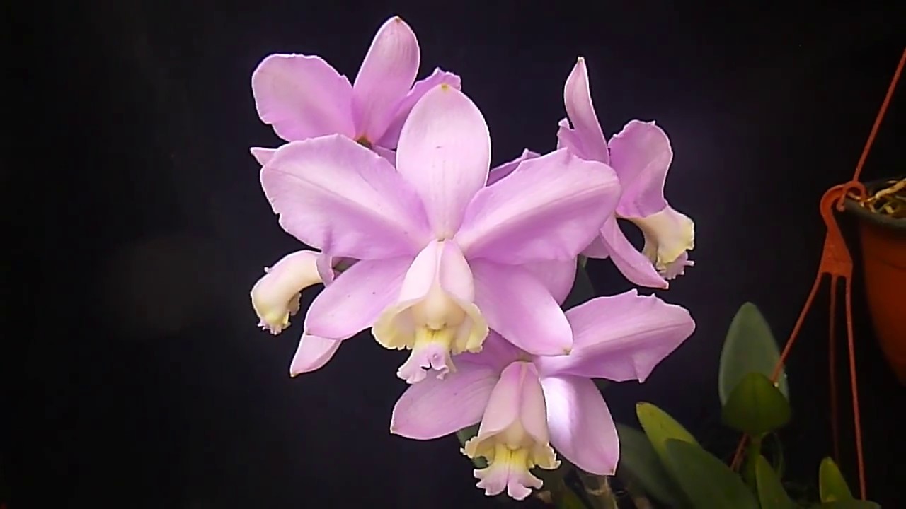 Cattleya loddigesii