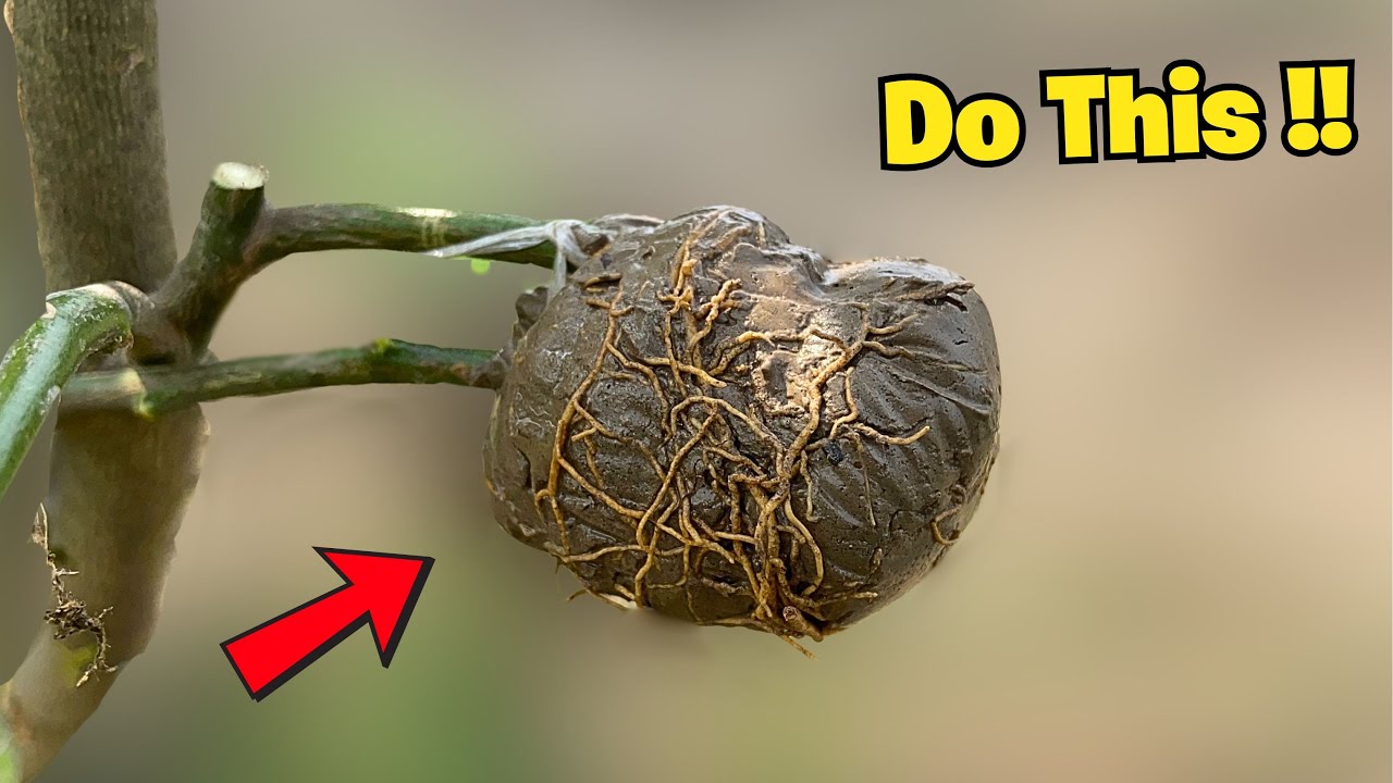 cloning lemon tree using this method of air layering
