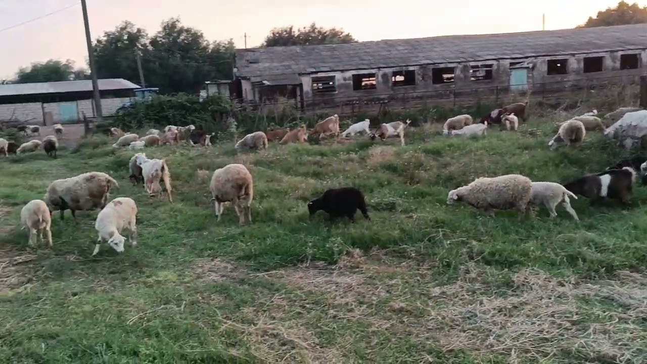 Rəcəbli Fermer Təsərrüfatı. Qoyun və keçilər