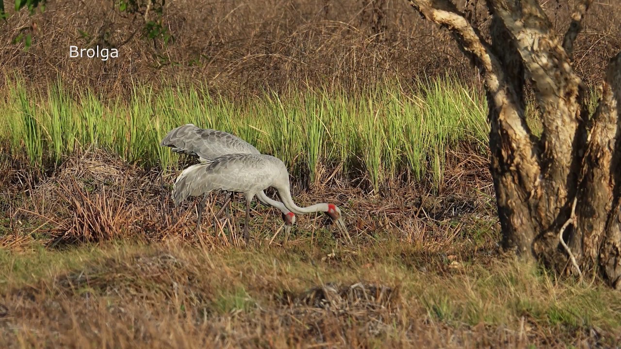 Australia 2018. Birding the Northern territory. Part two: Kakadu NP Arnhem Highway