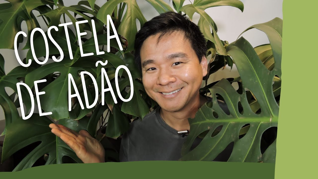 Aprenda a cuidar da Costela-de-Adão