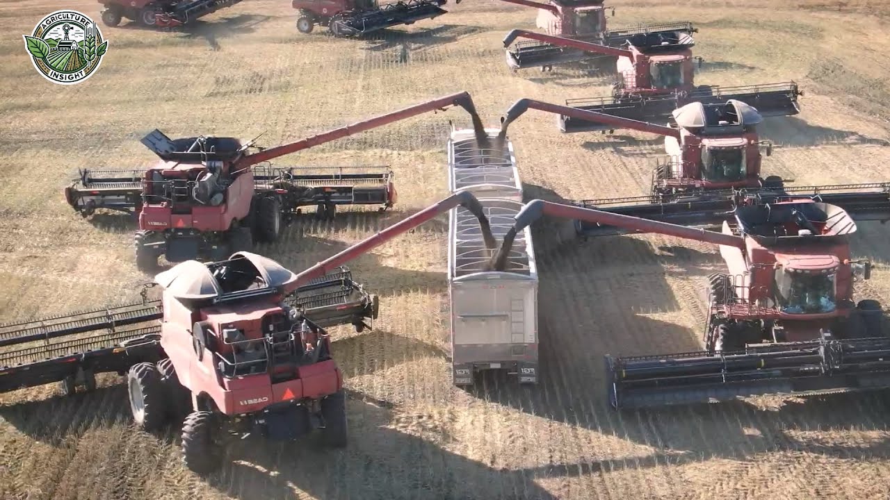 From Canola To Oil | How American Farmers Harvest 46 Billion Pounds Of Canola | Farming Documentary