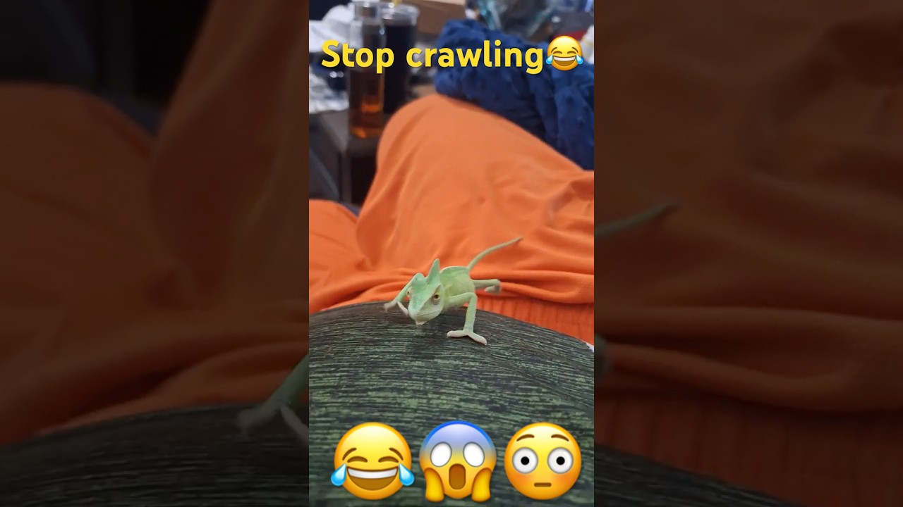 Lizard crawling on me, lizard screaming 😳😂 
