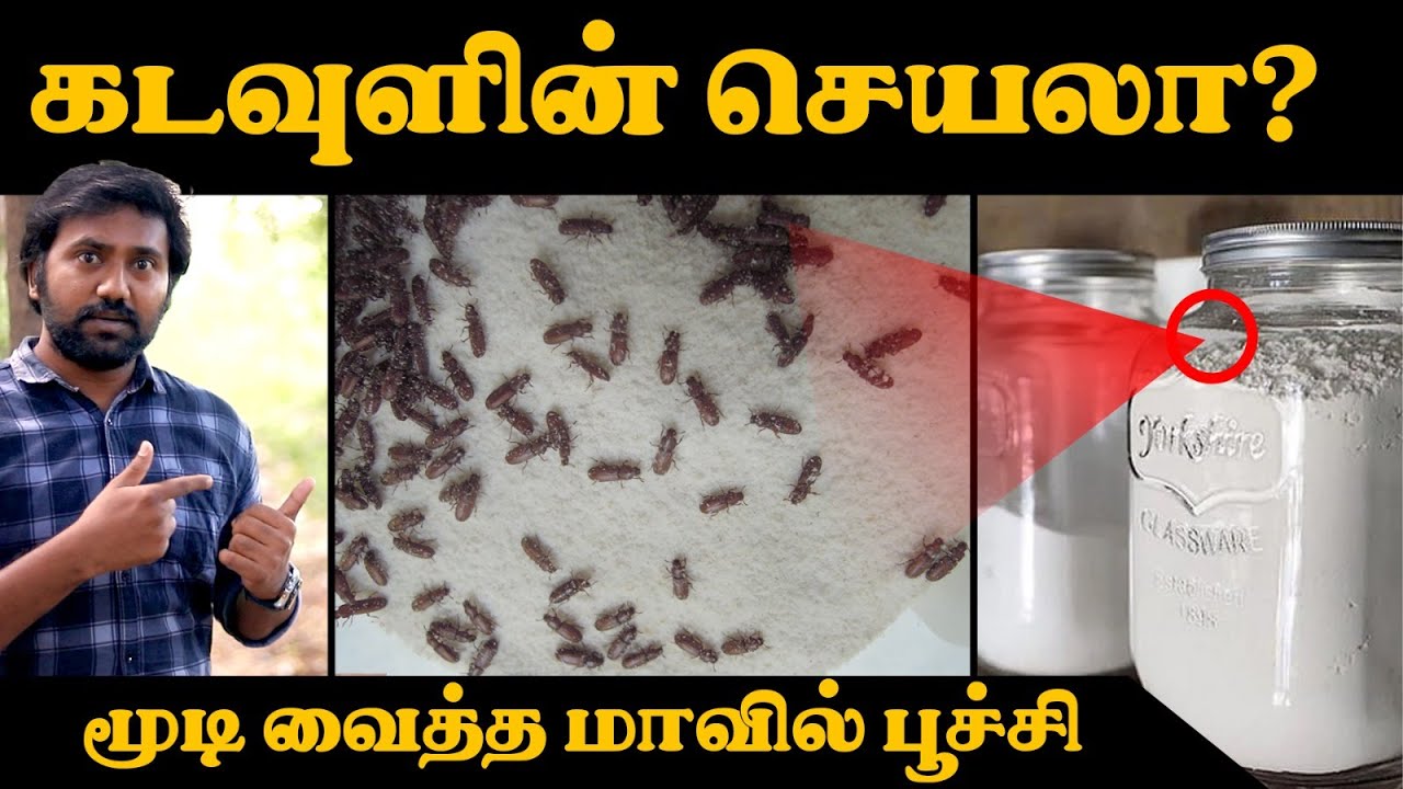 இந்த பூச்சிட்ட இருந்து மாவை எப்படி காப்பாத்துவது ? | The story of flour beetle |  Interesting facts