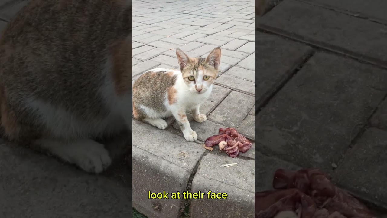 Cats Wait Daily for This Kind Man | Emotional Story of Humanity 🐾#FeedingCats #StrayCats #Humanity