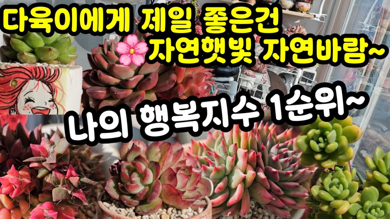 다육이 키우기 겨울나기 햇빛이 보약🌸여전히 행복지수 1순위 🤗❤️
