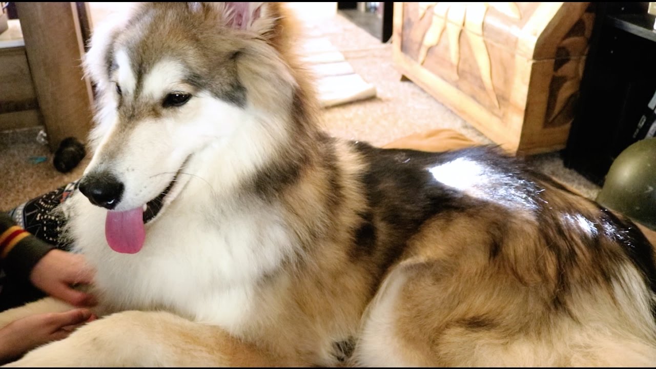 * Animal Petting, Massage & Brushing -- Soft spoken ASMR *