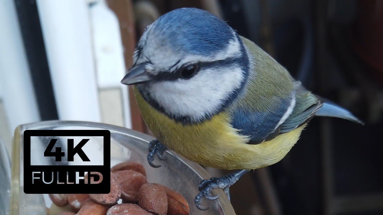 Blue Tit Super Close Up, Cute Sounds [4K]