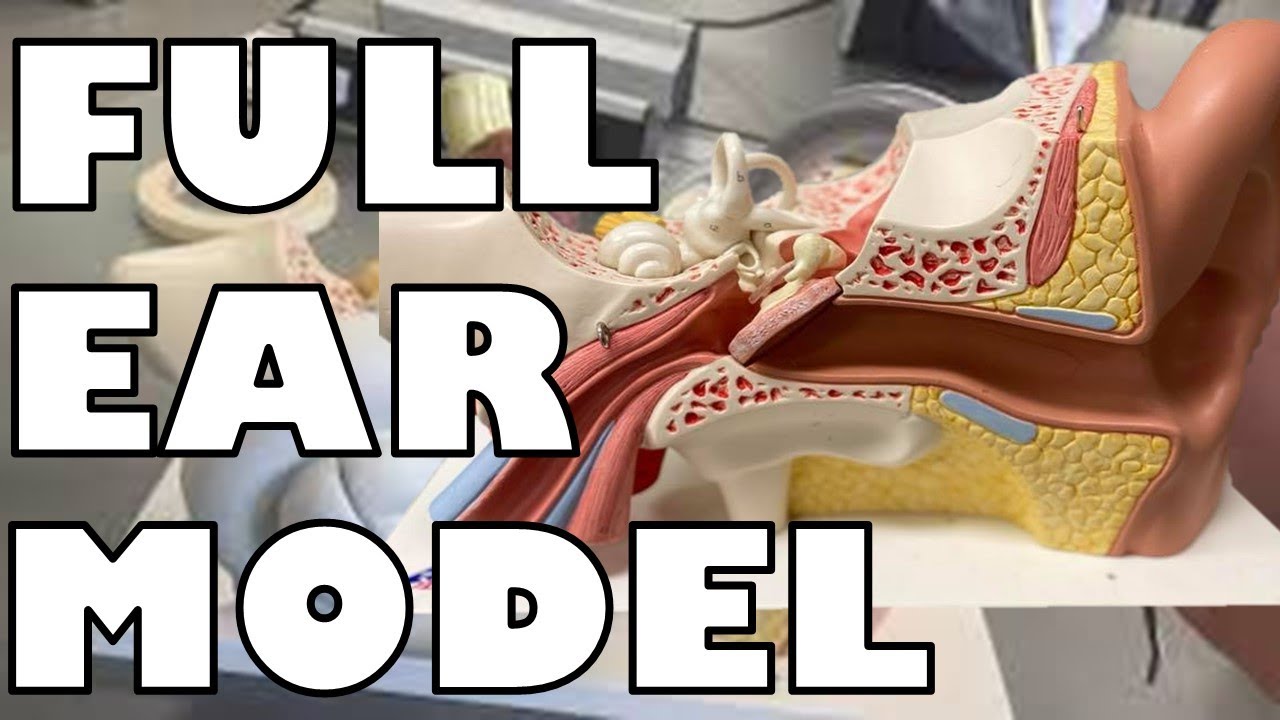 FULL EAR ANATOMY