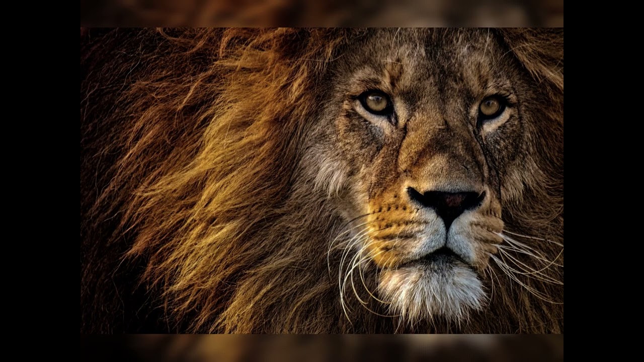 Calm an The Lion's Dream  CHANGE