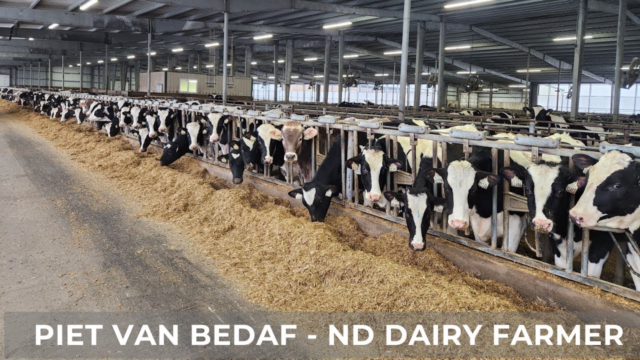 Dairy Farm Reproduction Strategy (119)