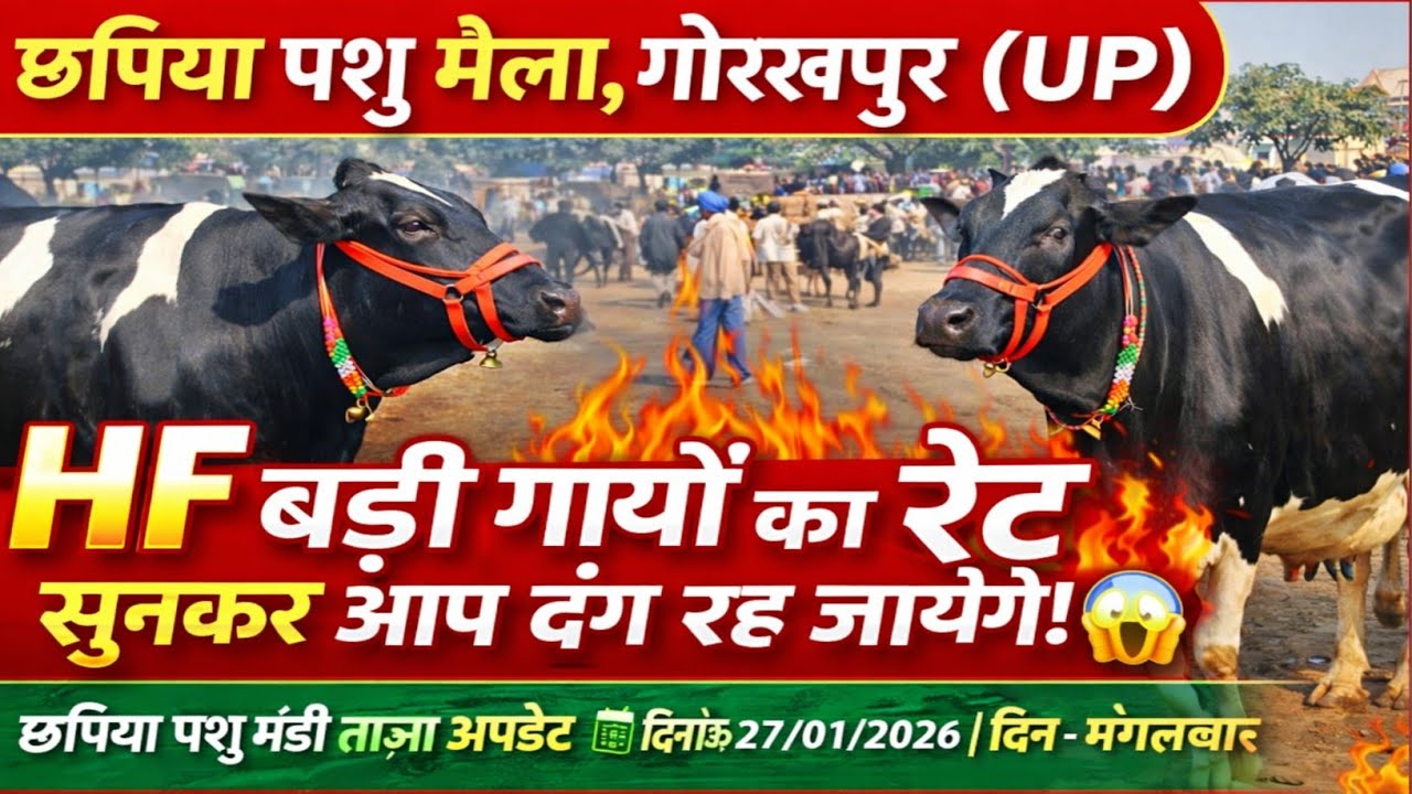 छपिया पशु मंडी में HF बड़ी गायों की भरमार 🐄💰 आज का रेट सुनकर दंग रह जाएंगे | LIVE