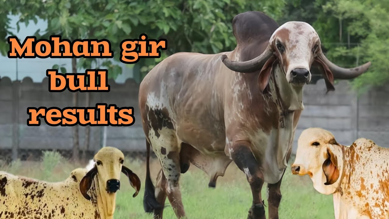 Mohan gir bull results || mohan bull father and mother ditels || mohan gir bull ditels 