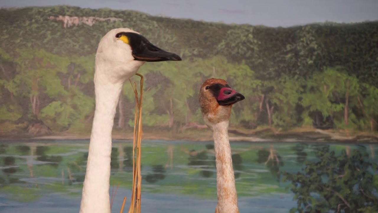 Adventures in Eagle Territory: Tundra Swans