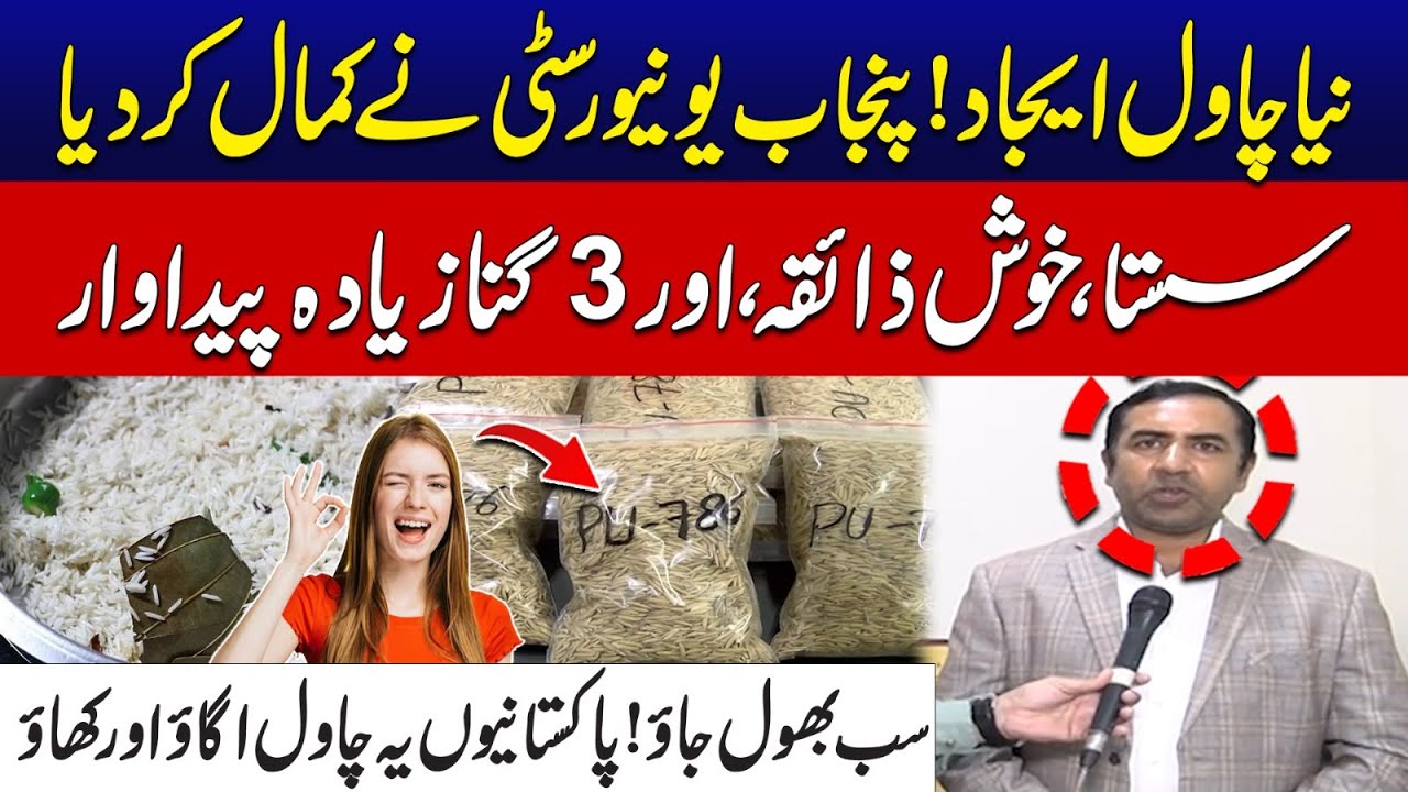 Pakistan’s Breakthrough Rice - New Rice Variety Invented – Punjab University Stuns Everyone!