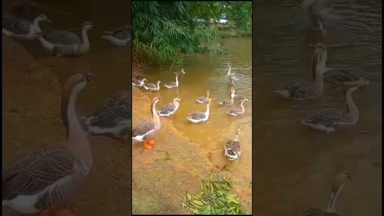 #Duck#animals #viral #cute #duck #Hash#amazing #chicken #Raj Hash#Shorts#funny#Short #Seducktive