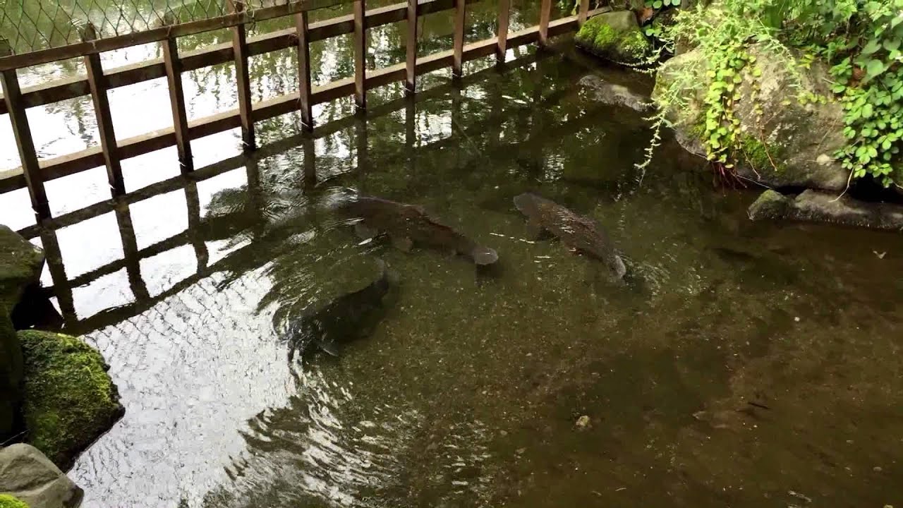ヤマトタケルの伝説の地かも知れない引地川源流