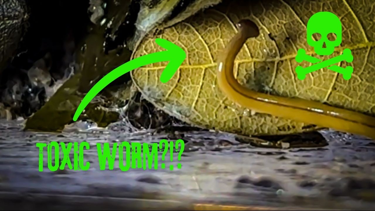 The Truth About 'Deadly' Hammerhead Worms!