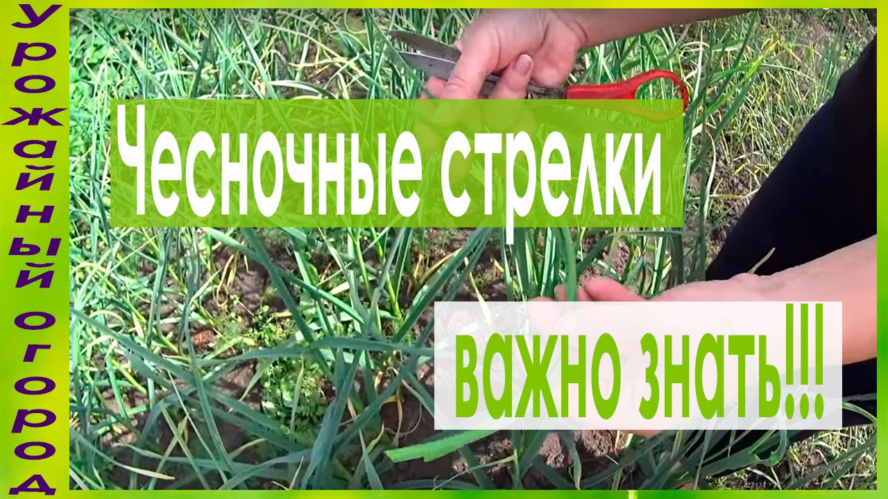 ВЫРАЩИВАНИЕ ЧЕСНОКА!КАК ПРАВИЛЬНО УДАЛЯТЬ СТРЕЛКИ!