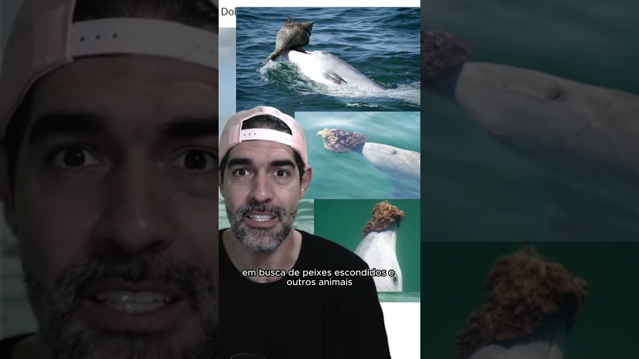 GOLFINHO ajuda AVE ca&ccedil;ando peixe pra ela. Ser&aacute;? | Pidobiologia