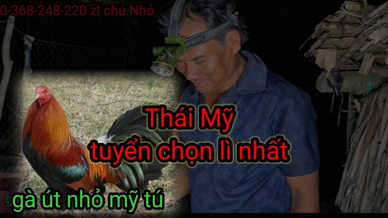 Gà Thái Mỹ  lì chưa từng thấy - gà út Nhỏ Mỹ Tú