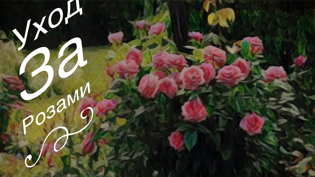 КАК ВЫРАЩИВАТЬ РОЗЫ. СОВЕТЫ ИЗ ЖИЗНИ ПО УХОДУ ЗА РОЗОЙ.
