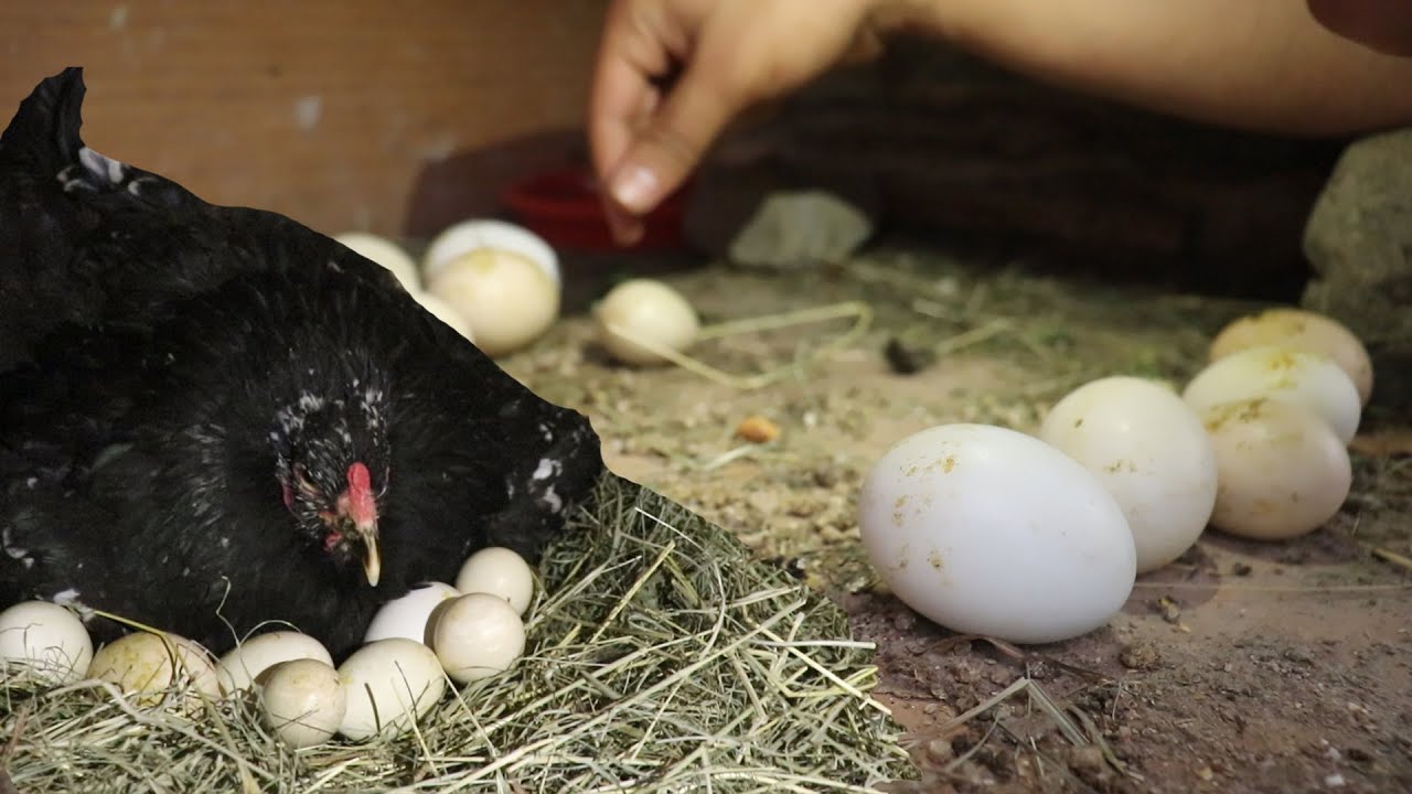 Gurk Tavuğu Gogo Altında Keklik Yumurtası Var ! Kontrol Ettik