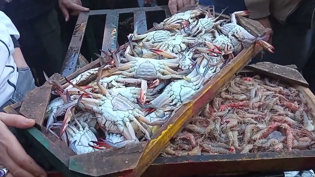 حلقه اسماك المعديه السيد ابو فريده 01285883615