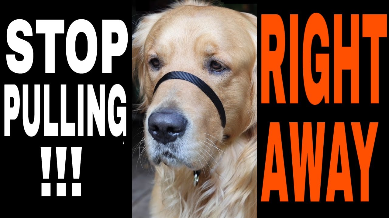 We Tested Every Dog Collar—Here's What Actually Stops Pulling