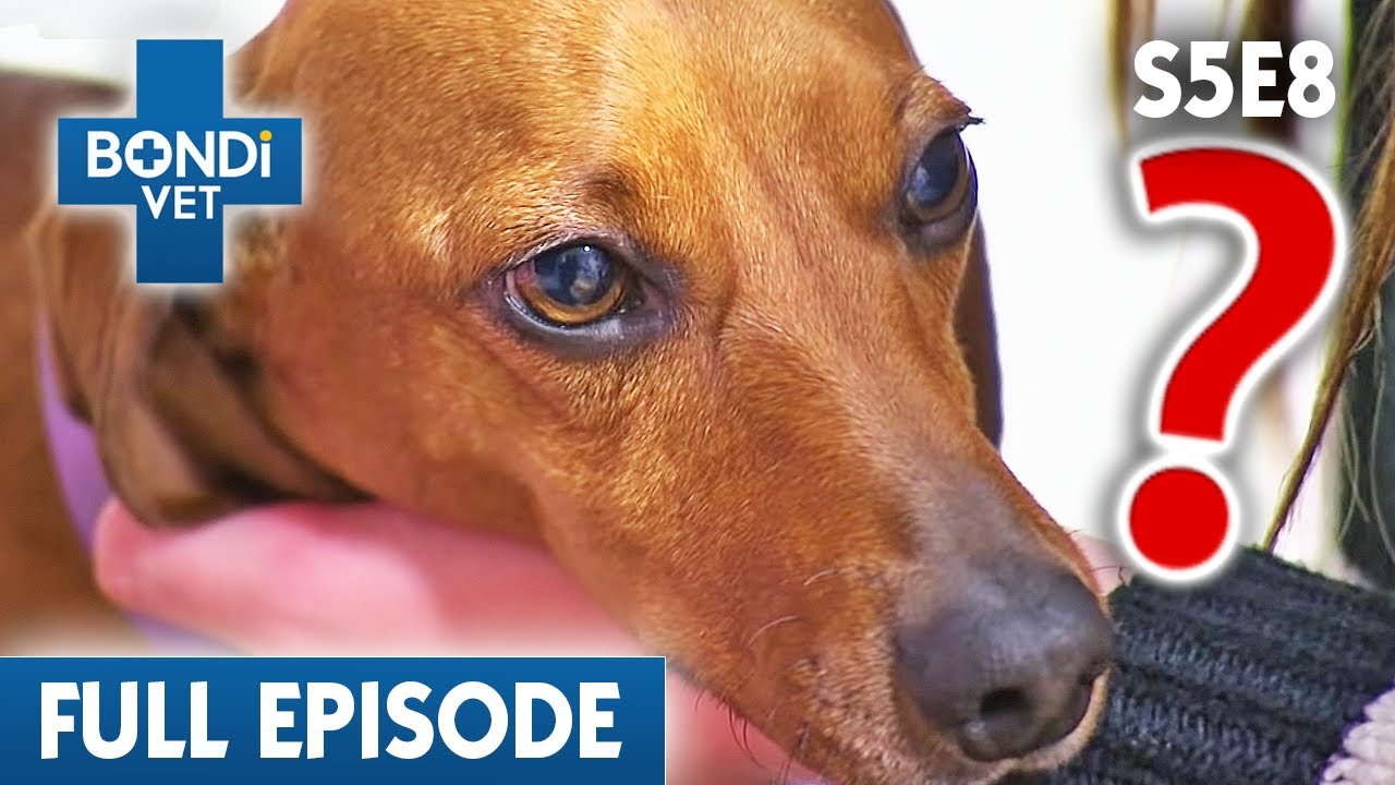 Mystery Illness Paralyses Sausage Dog 😰 | Bondi Vet Season 5 Ep 8 | Bondi Vet Full Episodes