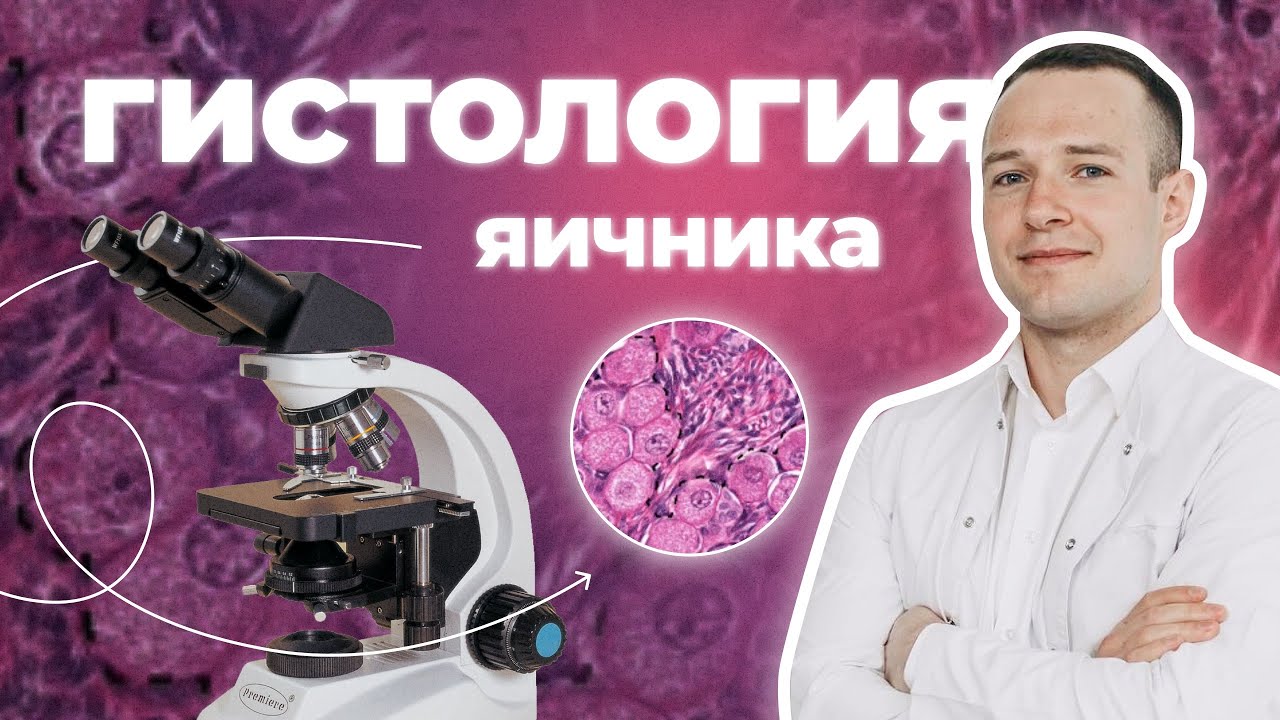 Гистология яичника — разбор микропрепарата, это нужно знать к экзамену!