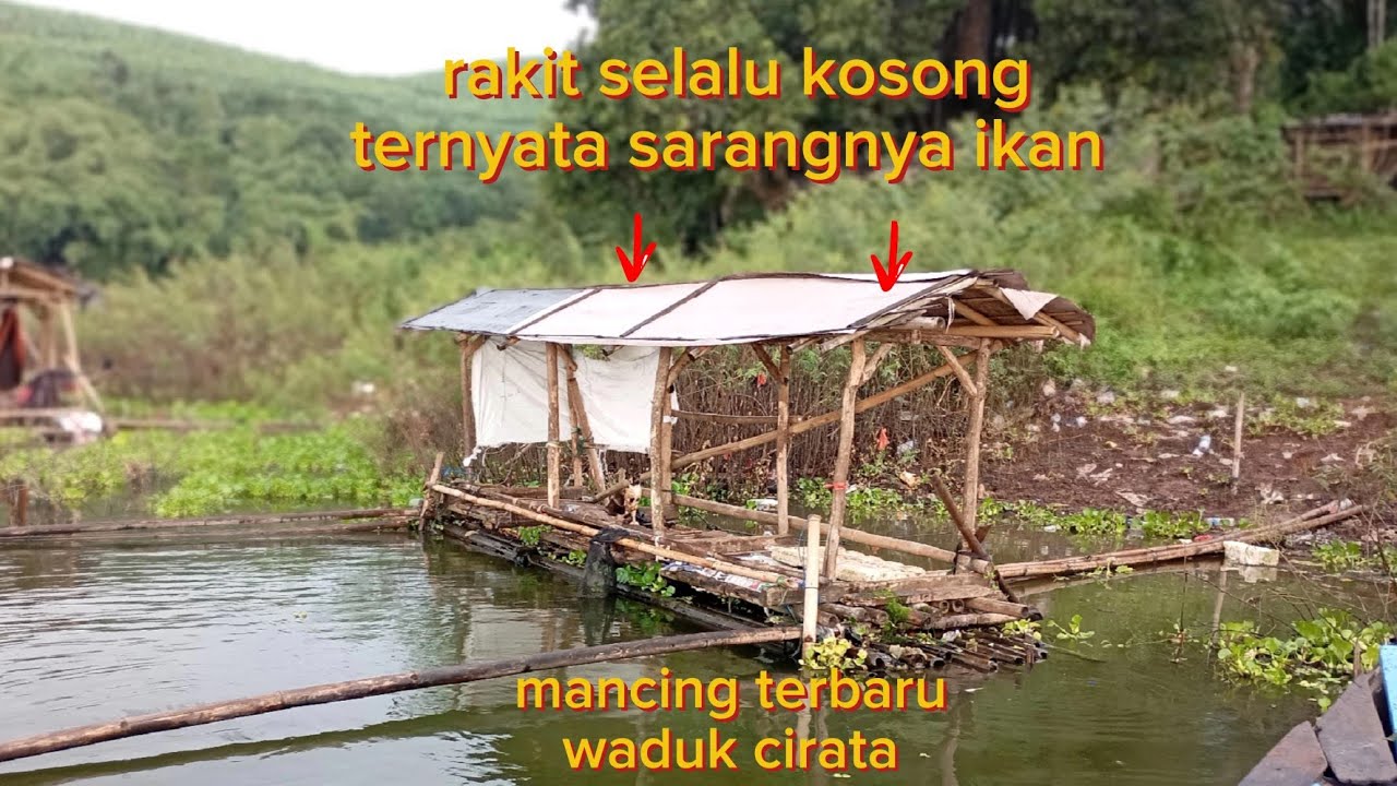 Mancing Cirata terbaru, rakit selalu kosong ternyata jadi sarangnya ikan #cirata  #mancingmania 