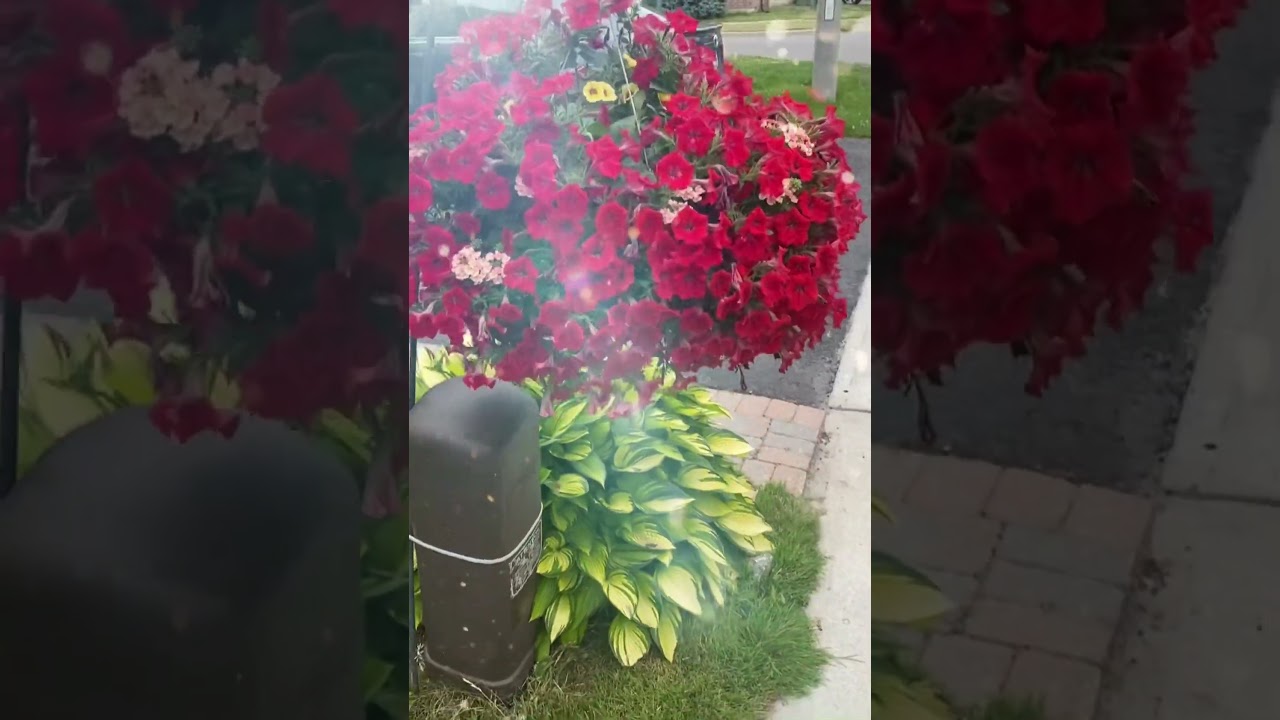Street Flower in Canada
