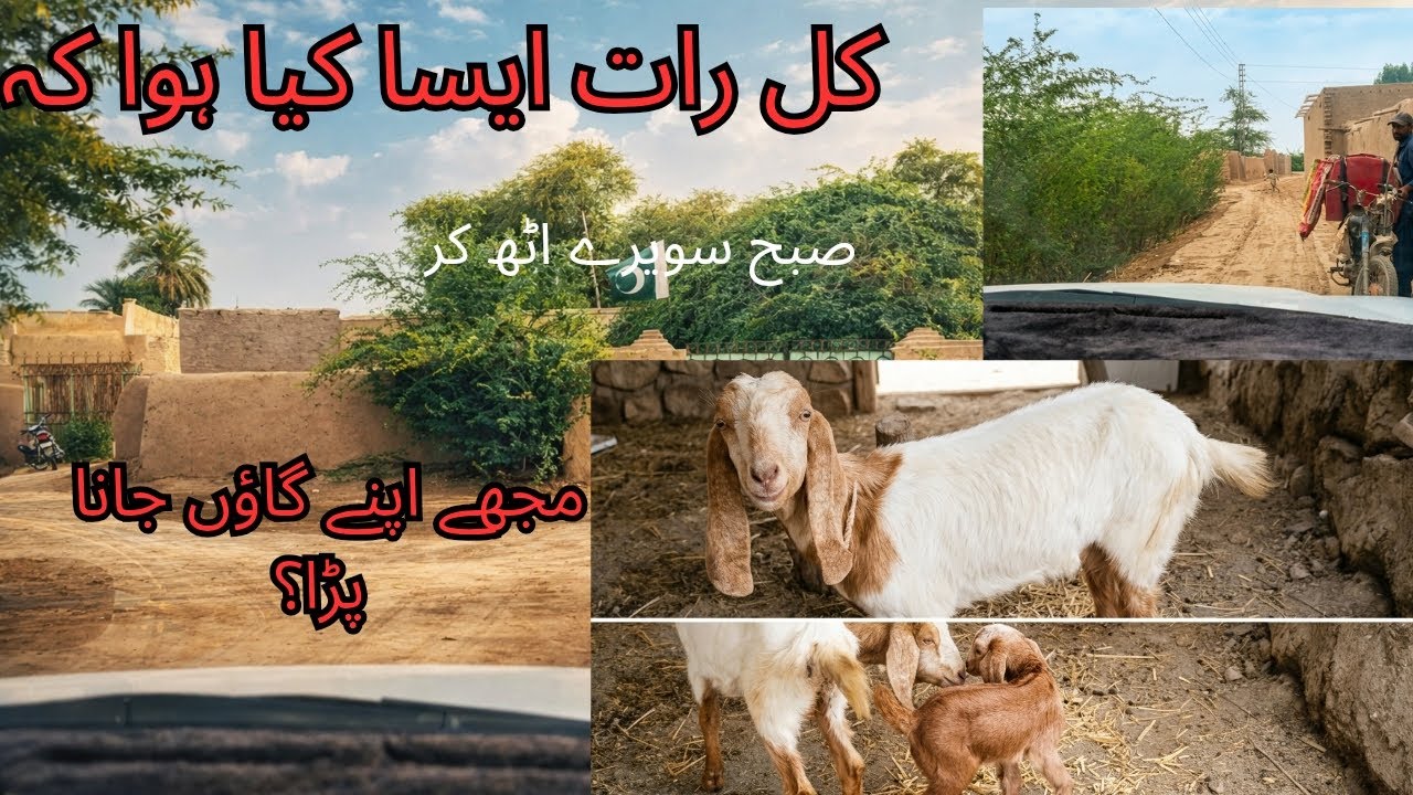 Our Goat Gave Birth! 🐐 | Full Village Vlog in Pakistan