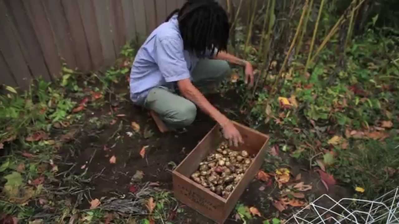 Harvesting & Storing Jerusalem Artichokes