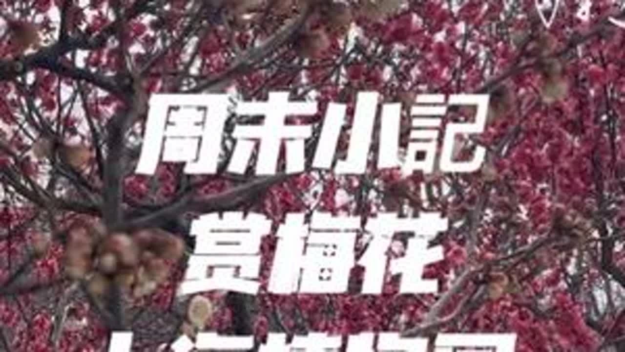2026年2月4日上海植物园赏梅花，现在植物园里的早梅品种已到了盛花期了，喜欢的小伙伴们可以安排一下喽。。😁😁😁#上海植物园 #上海植物园梅花 #梅花 #梅花开了 #vlog日常