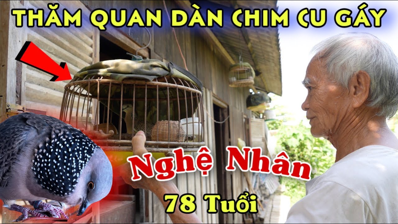 🔴 Thăm quan dàn chim cu gáy tiền bối 78 tuổi
