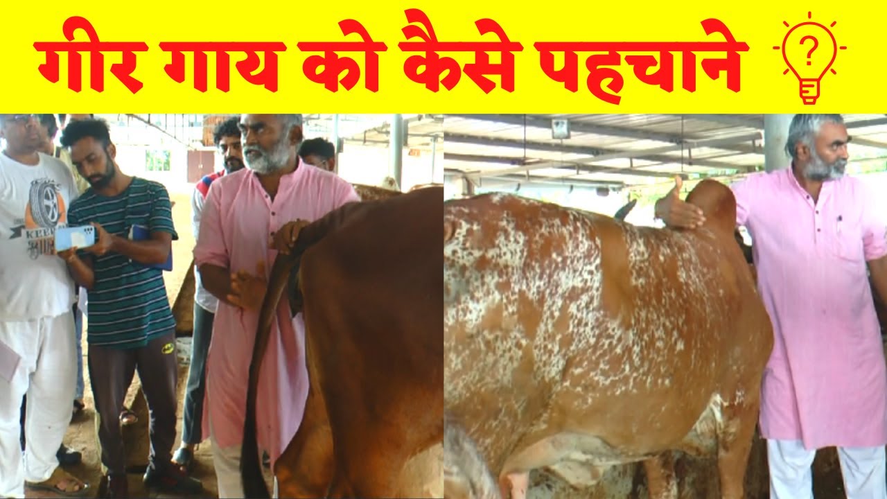 How to Recognize Gir Cow ?
